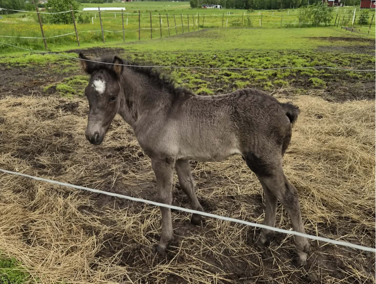 Hauk Vitas hingst efter Brenne Bas. Foto: privat