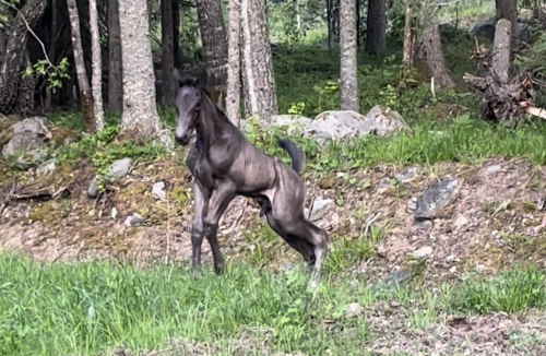 Bildextra: två nya föl