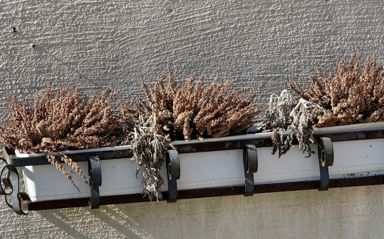 De franska gästerna möttes av vissna vinterblommor utanför Stig H Johanssons tidigare klassiska stallbyggnad på Solvalla. Foto: privat