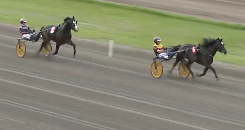 Majblomster utan bekymmer