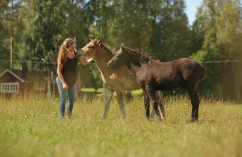 Kallblodskriteriet: Linettes osannolika facit