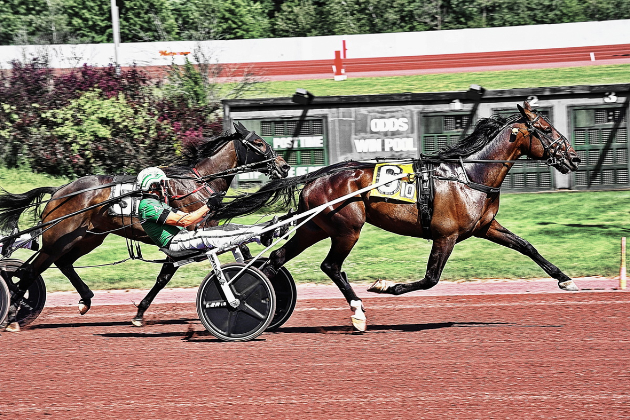 Nordic Catcher vann igår på topptid på Pocono Downs för Åke Svanstedt. Foto: Curtis Salonick