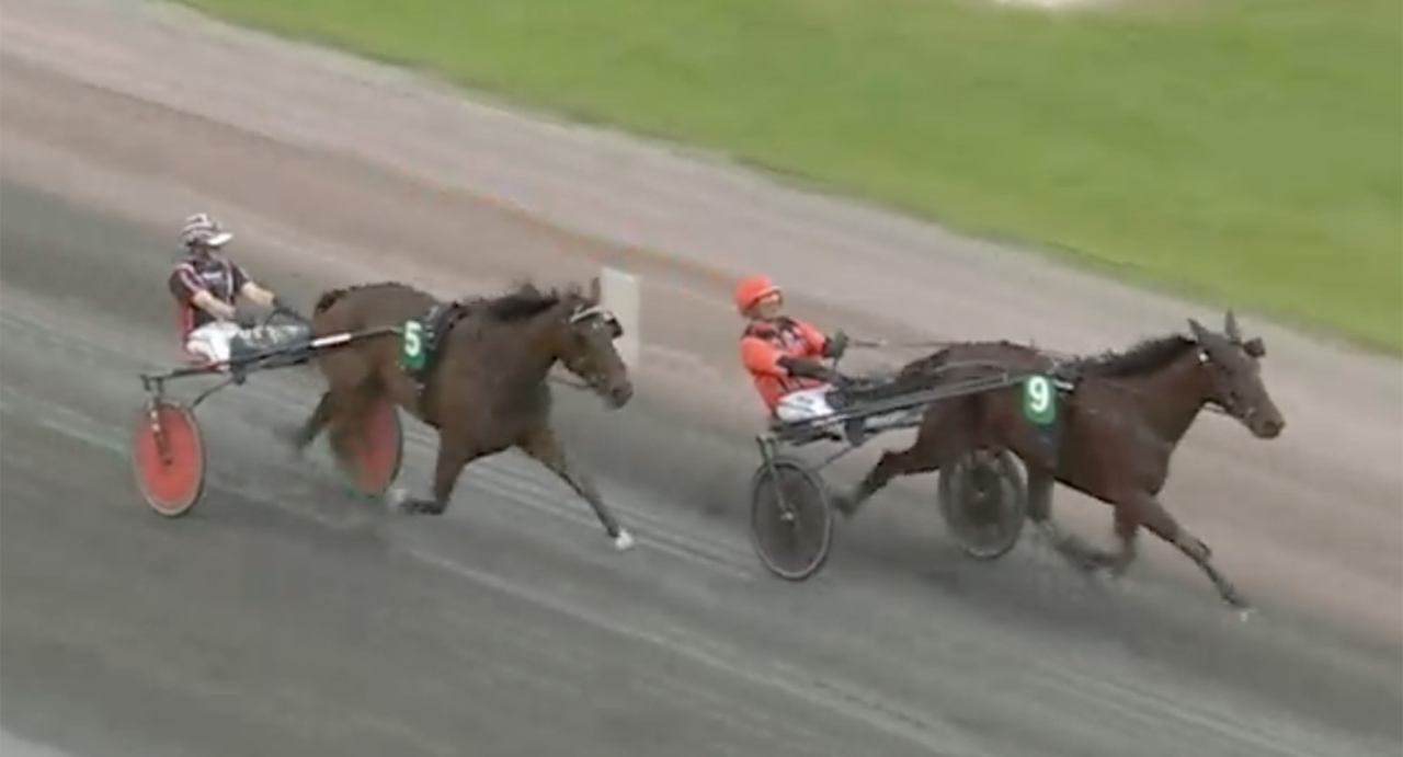 Fredrik Wallin-tränade Pure Athena var först ut i Stochampionatskvalen. Skärmbild ATG Live