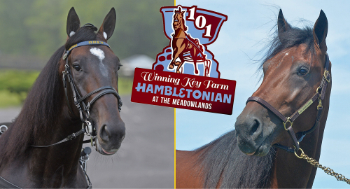 Hambot: Sex chanser till seger