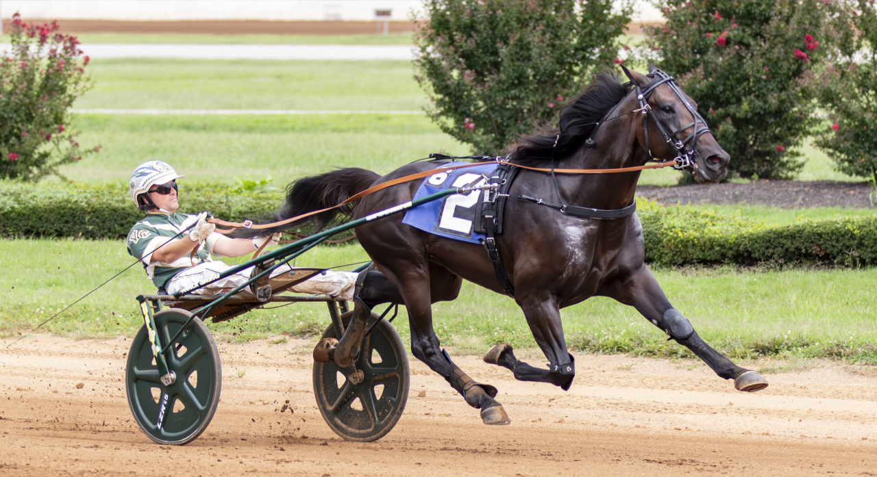 Captain Naughty tog första segern i regi Petter Engblom igår på Red Mile för Yannick Gingras. Foto: Amanda Stephens