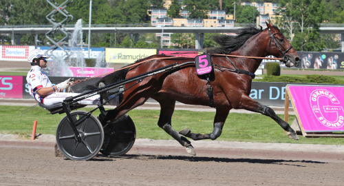 Flygande start i aveln