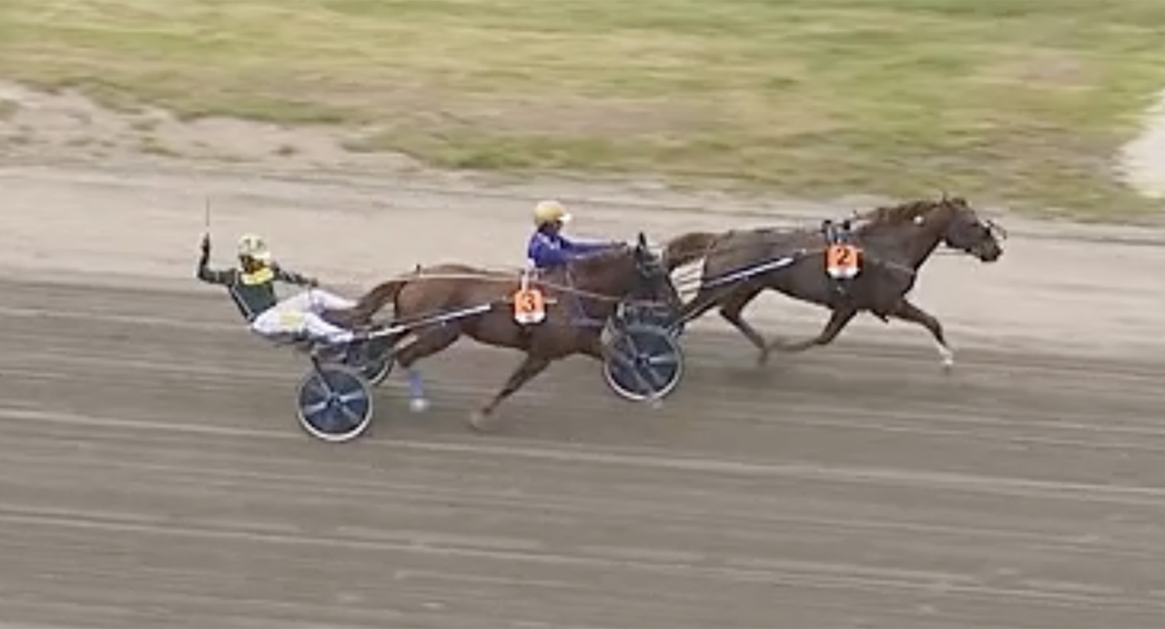 Hannu Torvinen jublar över andraplatsen bakom Pro, som säkrade totalsegern i Kungstravet. Björn Goop styrde totaltvåan Vänrikki till vinst i avslutningsloppet. Skärmbild TotoTV