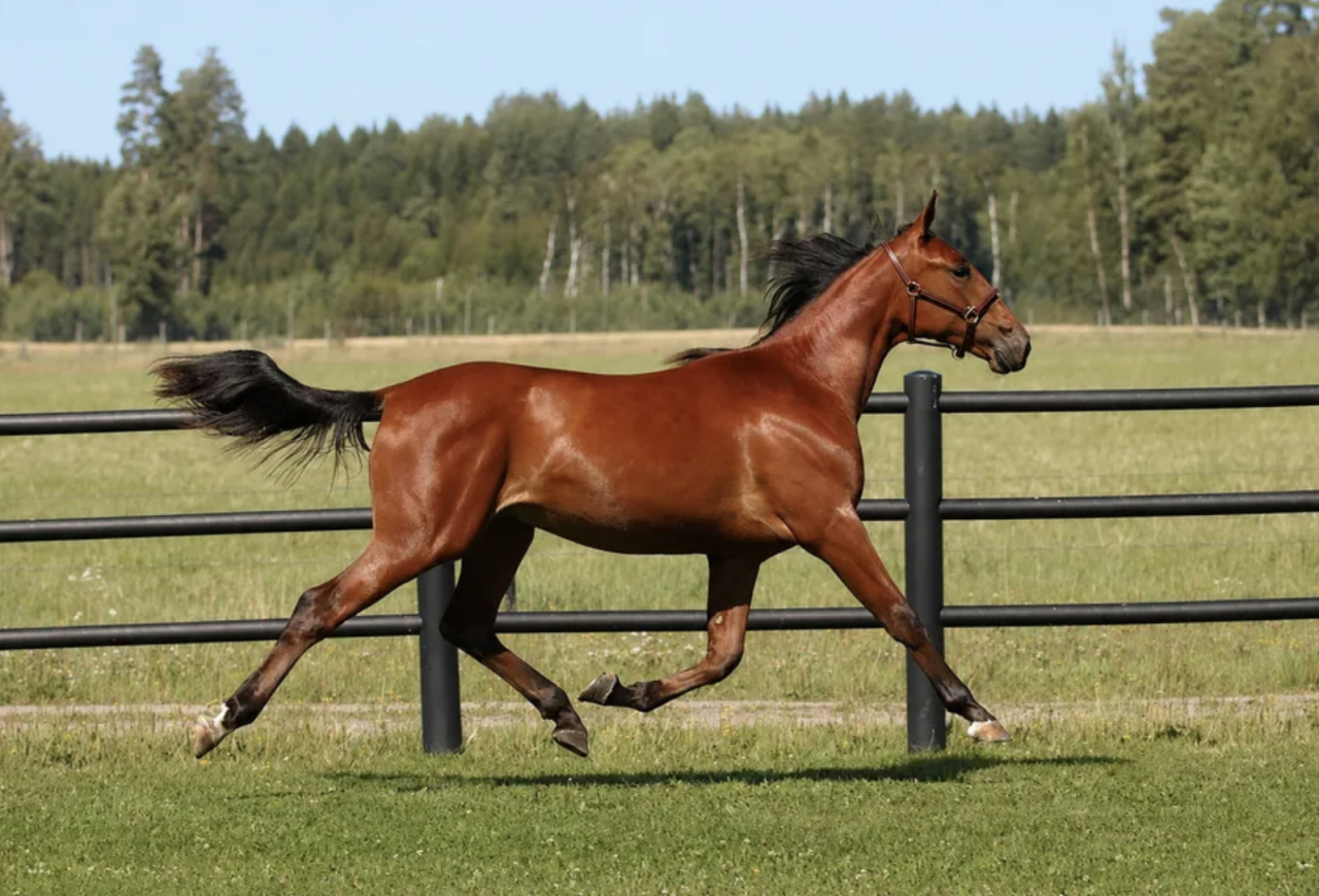 Rarity Pellini blev det dyraste stoet på Solvalla-auktionen igår. Foto: Yearling Sale