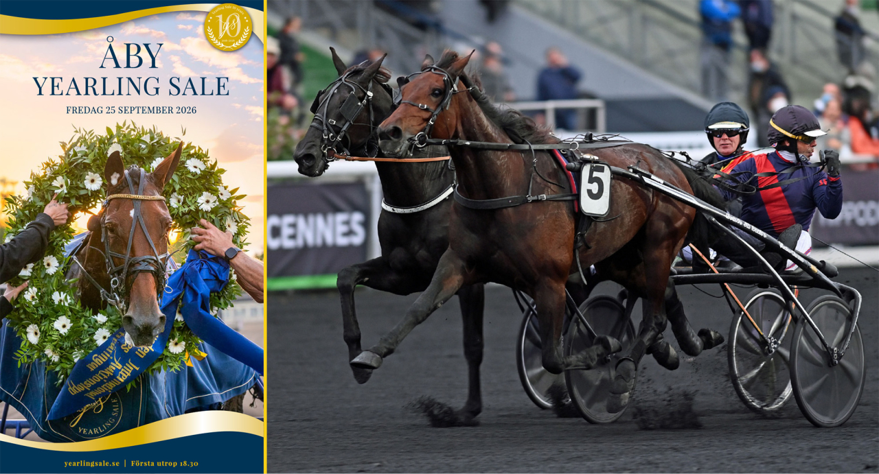 Mångmiljonärskan Rebella Matters första avkomma säljs på Åby Yearling Sale på fredag. Foto Gerard Forni