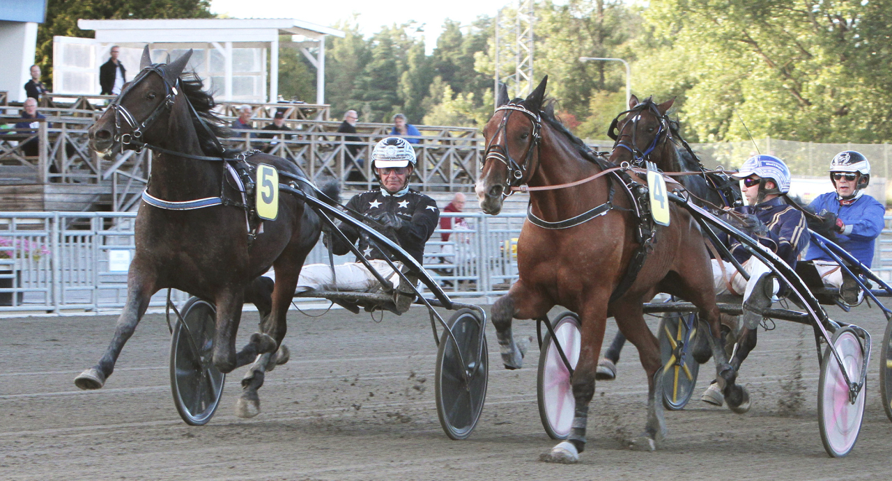 Åke Lindblom-tränade tvååringen Shankley blev avelshingsten Global Welcomes första vinnare som far. Foto Gunilla König/Stalltz.se