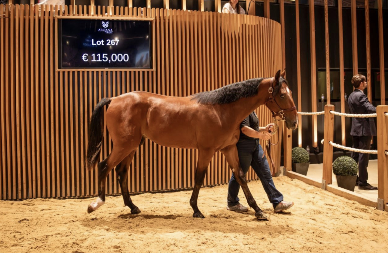 Pourquoi d’Erpion var dyrast idag. Foto: Arqana Trot.