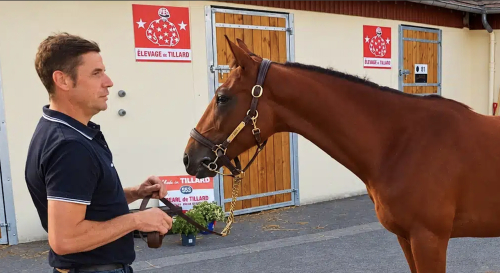 Idao de Tillard-son dyrast