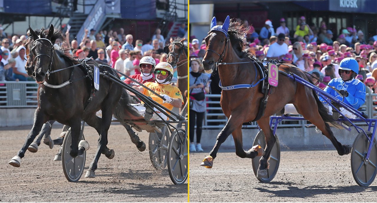 Diva Ek och A Fair Day möts i Müllers Memorial på Jägersro idag. Foto Mathias Hedlund/Sulkysport
