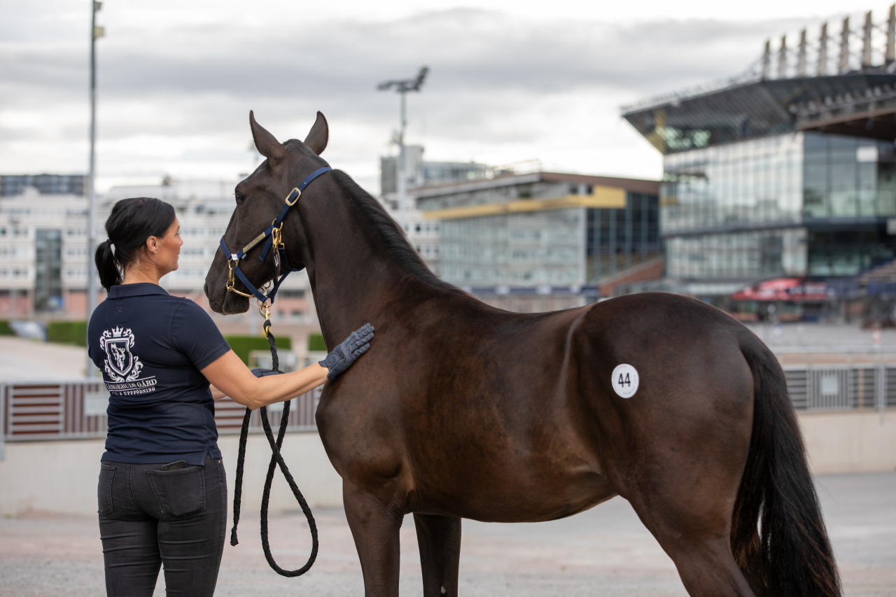 I eftermiddag är det auktion på Solvalla med första utrop kl. 16.30. Foto: Yearling Sale