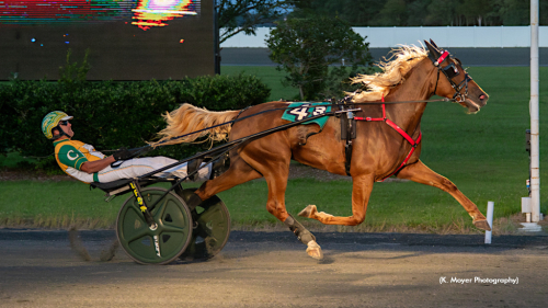 Betting Gangster-dotter obesegrad